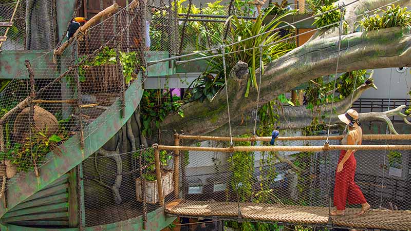 A person in a hat walks across a rope bridge next to a large artificial tree with plants and several birds in an indoor aviary.
